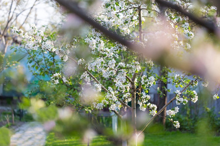 春天的景色摄影照片_春天的景色在绿色的花园开花树春天新鲜