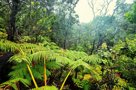 蕨类树叶摄影照片_弗恩巨大的蕨类树在热带雨林，夏威夷岛