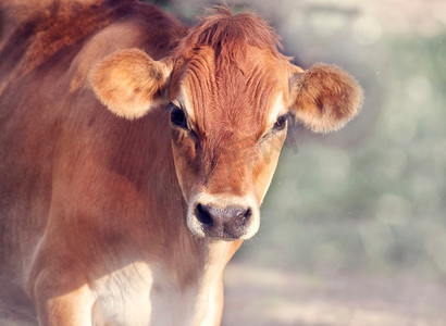 牛头免扣png摄影图片-牛头免扣png摄影作品-千库网