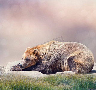 布熊摄影照片_棕熊睡觉，特写镜头