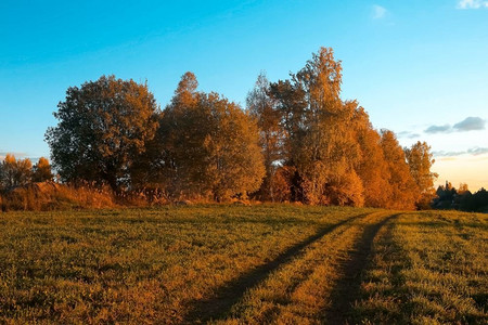 秋天的田野与道路和树木。有道路和树木的领域