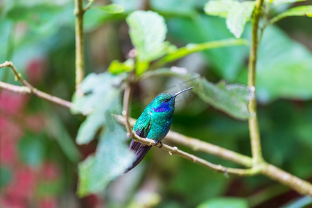 科利布里中美洲哥斯达黎加的五颜六色的蜂鸟