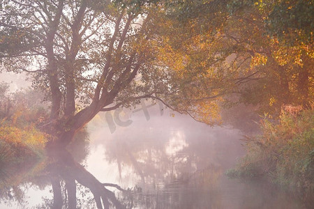 秋日日出乡村景观。河上有雾。十月秋静晨雾。Alder，柳树在河岸，白俄罗斯