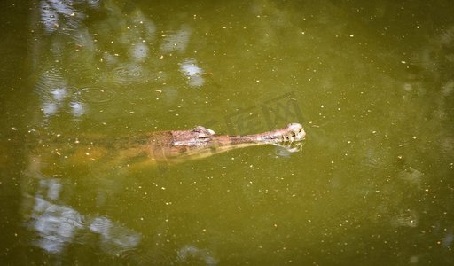 水塘摄影照片_Gavial鳄鱼或漂浮在水塘上的长吻鳄自然-选择性焦点