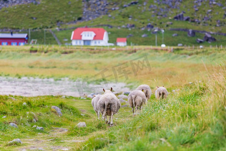 冷静角摄影照片_挪威绵羊