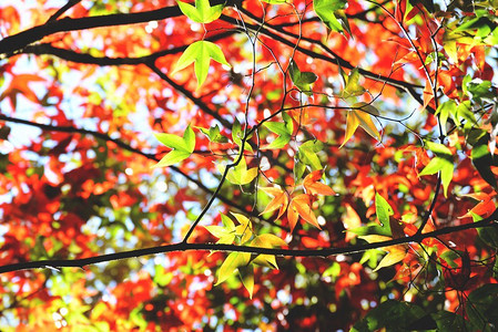枫树五彩缤纷的季节秋天在森林里，枫叶绿红相间，变色风景，观赏大自然