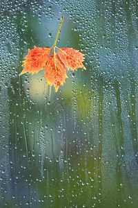 秋天的叶子在下雨的天气在窗户玻璃