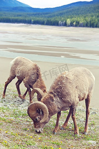 秋天，加拿大落基山脉班夫国家公园里的大角绵羊