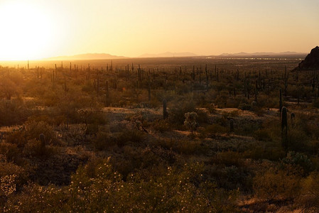 亚利桑那州皮卡乔峰州立公园附近的Saguaro仙人掌。10号州际公路背景可见