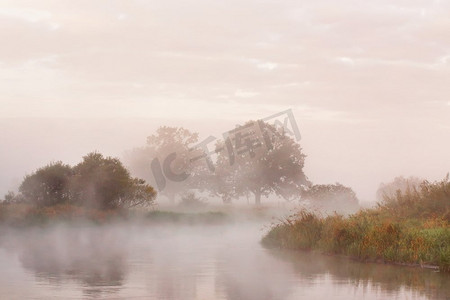 一条河上有雾的秋天早晨。绿色草地上孤零零的橡树。戏剧性的彩色风景。河岸上的黎明。 