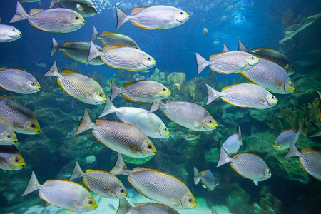 水下的热鱼学校的热带鱼和珊瑚水下视图