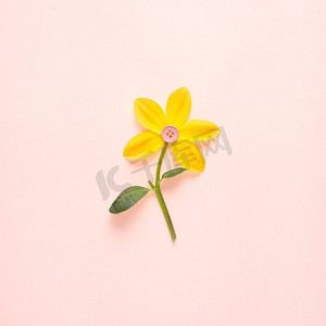 创意概念静物自然绿色水仙花盛开的照片，中间有纽扣，粉色背景。