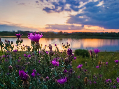 野生，紫色灌木花开花在草甸在日落背景在一个平静的夏天晚上附近的湖。