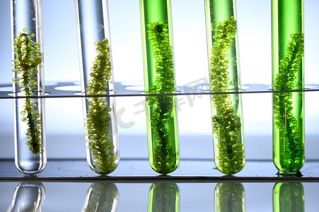 实验室摄影照片_藻类海藻在科学实验、实验室研究中的应用