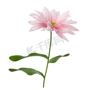 白色背景上孤立的粉色雏菊花。粉红色的花朵