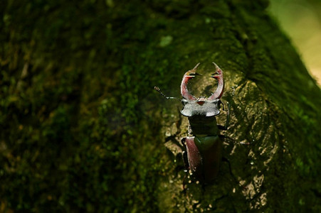 罗马尼亚摄影照片_鹿甲虫Lucanus Cervus雄性在Macin Mountains罗马尼亚