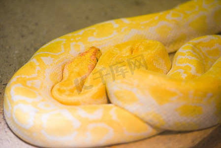 蟒蛇蛇黄色躺在地上/白化缅甸蟒蛇金色 