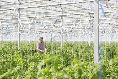 人在温室里检查植物