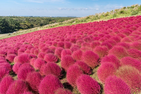 有山风景的Kochia和Cosmos灌木山，在Hitachi海滨公园在秋天与蓝天在茨城，日本