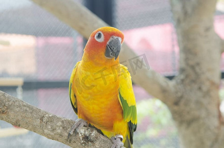 彩色黄色鹦鹉Sun Conure(Aratinga Solstitialis)