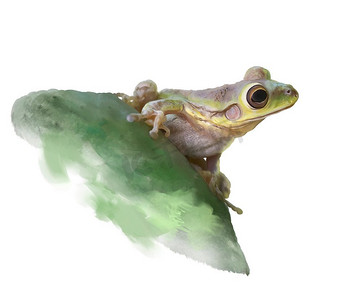在仙人掌叶子，水彩插图的绿色树青蛙。