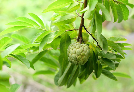 奶油苹果摄影照片_新鲜的糖苹果在树在花园的热带水果奶油冻苹果在自然绿色背景/番荔枝sweetsop
