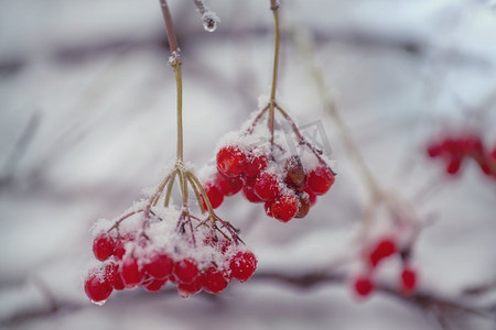 红色冻浆果荚兰在冬季