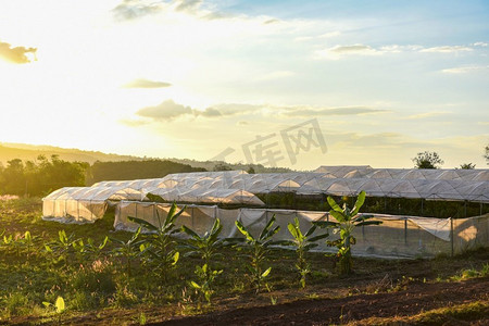 温室蔬菜植物和水果种植农产品屋顶农业与日落在农村