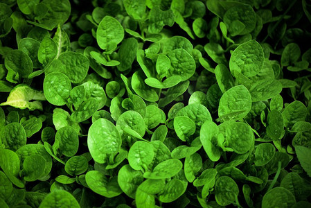 抽象绿叶植物样式纹理背景/小蔬菜的叶子生长在花园农业耕作