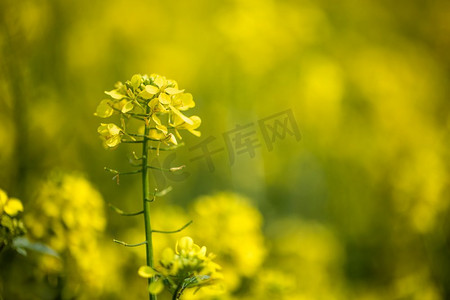 芥末花。芥末？神秘的幸福与健康之花