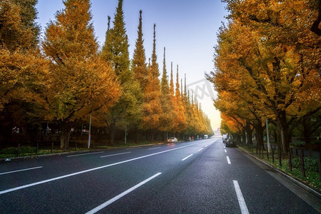 美丽的道路与树在sideroad在秋天。直的道路与瀑布自然背景拍摄在一cho Namiki路，东京，日本。