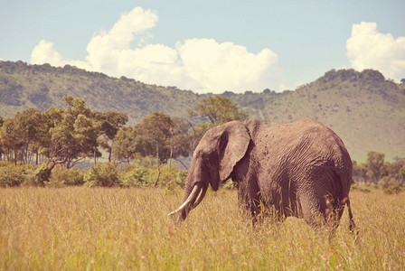 非洲丛林大象（Loxodonta africana）