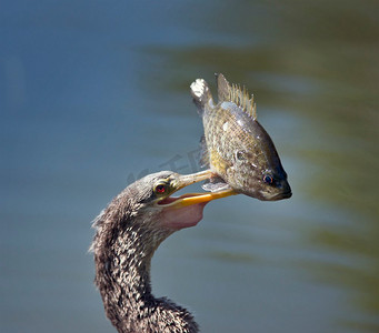 涉水摄影照片_Anhinaga with a Fish，closed up. Anhinaga with a Fish