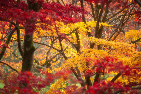 多彩活力摄影照片_令人惊叹的五颜六色充满活力的红色和黄色日本枫树在秋天森林林地景观细节在英国农村