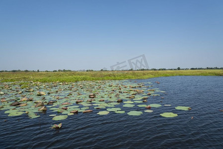 solas公约摄影照片_泰国的湿地拉姆萨尔公约，Boraphet湖在纳洪沙湾 