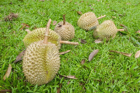 从泰国倾倒的榴莲是有强烈气味的水果