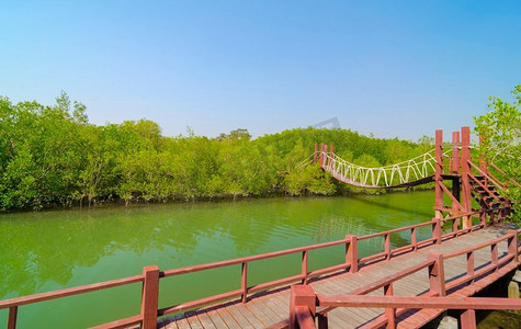 泰国热带红树林吊桥