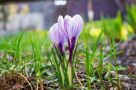 春背景摄影照片_花园里开着美丽的春花。季节性自然背景。