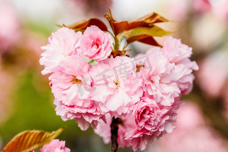 粉红色樱花樱花树花开在春天