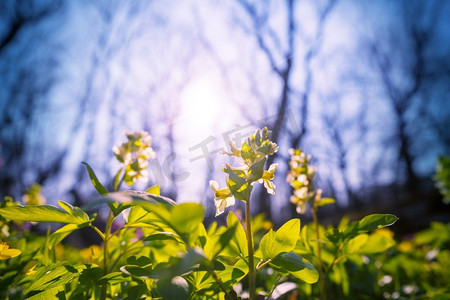 林地摄影照片_美丽的林地景观。森林里的春花。