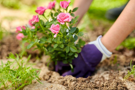 玫瑰花粥摄影照片_园艺与人的观念--女人在夏园种月季花。一名妇女在夏园种植玫瑰花