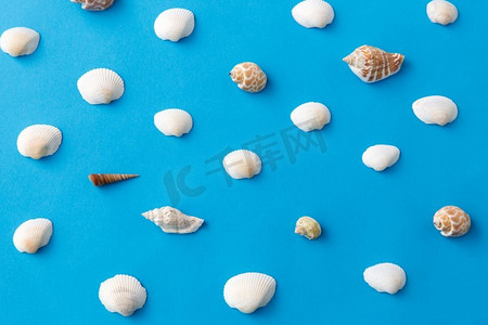 贝壳的分类摄影照片_海洋生物和夏天概念—不同的海贝壳在蓝色背景。不同的海贝壳在蓝色背景