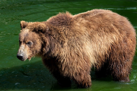 堪察加群岛的熊在水中。(Ursus Arctos Beringianus)。