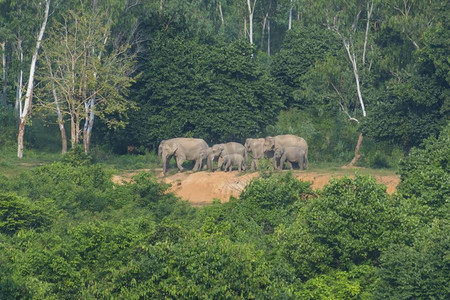 大耳朵图摄影照片_泰国奎布里国家公园内的泰国象(软图)