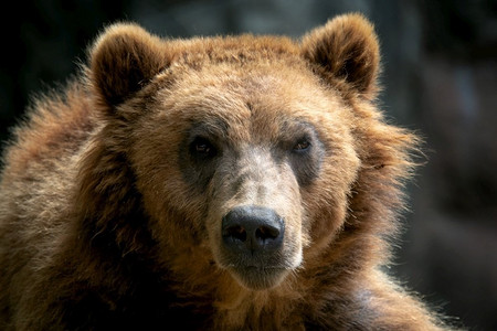 棕熊（Ursus arctos beringianus）的肖像。堪察加棕熊。