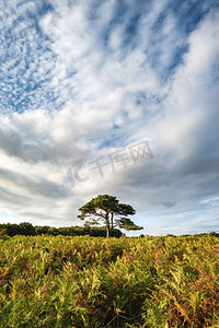 夏日图案摄影照片_英国新森林国家公园布拉特利风景画美丽的夏日落日景观