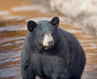 黑熊（Ursus Americans）在水中。黑熊在水中