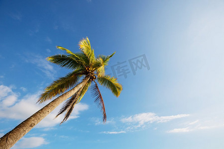 棕榈在热带海滩