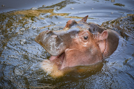 Hippopotamus African/河马与开放在水中 