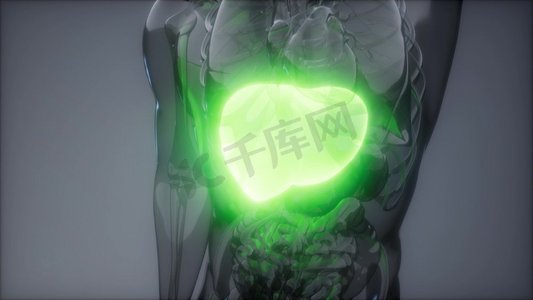 人体肝脏发光的科学解剖扫描。人体肝脏放射学检查